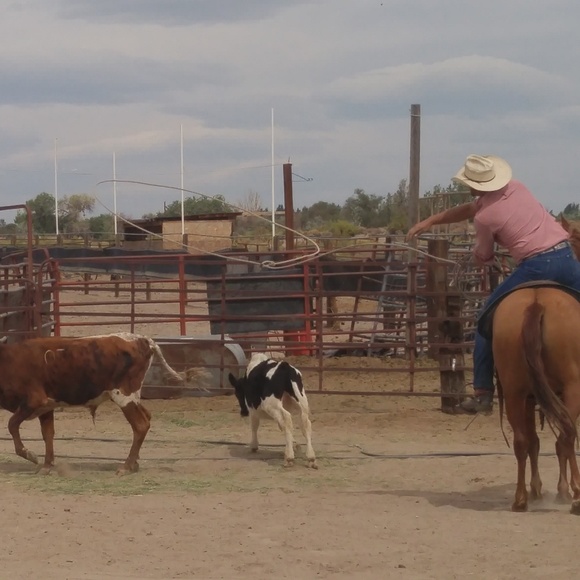 Meet your Posher, Cody - Picture 1 of 1